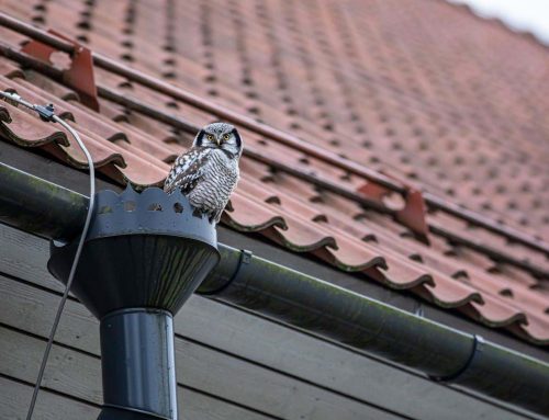 Ereszcsatorna-karbantartás: mikor és hányszor érdemes elvégezni?